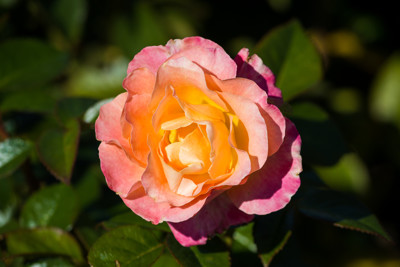 Click here to view at full resolution.