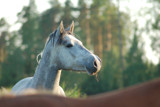 Connemara filly by Rise, Photography->Animals gallery