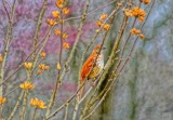 Little Orange Bird by bfrank, photography->birds gallery