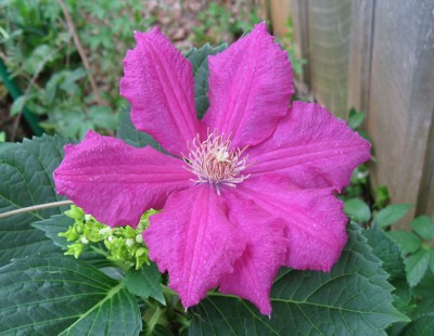 Click here to view at full resolution.