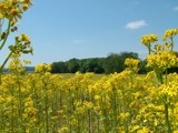 I Sat In A Field Of Yellow by jacked, photography->flowers gallery