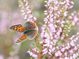 Small Copper- Kleine vuurvlinder- (Lycaena phlaeas ) by cameraatje, photography->butterflies gallery