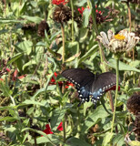 The Spicebush Butterfly by Tiggs, photography->butterflies gallery