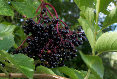 Click here to view at full resolution.