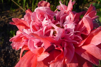 Click here to view at full resolution.