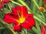 Oriental Lily by LynEve, photography->flowers gallery