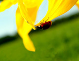 The countryside #14 by annie100, photography->insects/spiders gallery