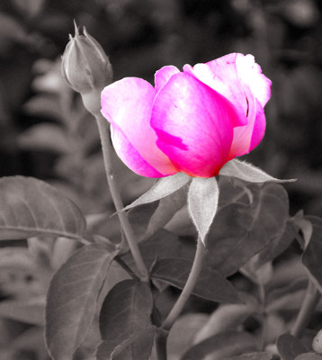 Click here to view at full resolution.