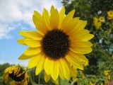 Flowersun by Hottrockin, Photography->Flowers gallery