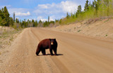 On The Road Again by bingwa, Photography->Animals gallery