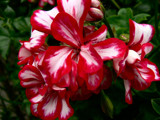 Who Painted the Geraniums? by LynEve, Photography->Flowers gallery