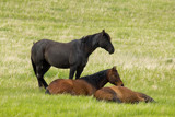 Out to Pasture by doughlas, photography->animals gallery