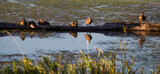 Duck Perch by Pistos, photography->birds gallery