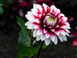 A Smiling Dahlia by Ramad, photography->flowers gallery