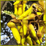 Budding Kowhai by LynEve, photography->flowers gallery