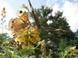 Butterfly Courtship by HylianPrincess1985, Photography->Butterflies gallery