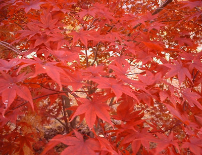 Click here to view at full resolution.