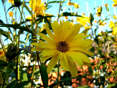 Click here to view at full resolution.