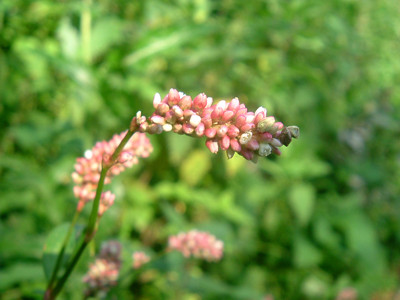 Click here to view at full resolution.
