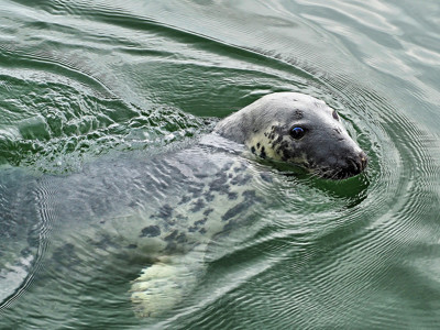 Click here to view at full resolution.