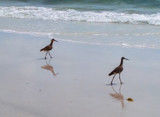 Beachcombers by Pistos, photography->birds gallery