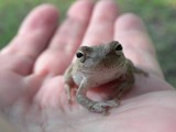A Frog in Hand is Worth Two in the Pond by sunny184, photography->reptiles/amphibians gallery