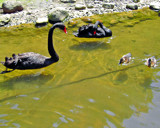 Sven, Look! by Ramad, Photography->Birds gallery