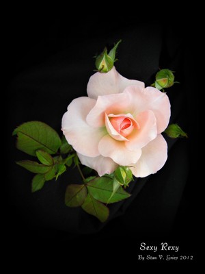 Click here to view at full resolution.