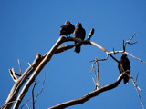 Waiting For Roadkill by gerryp, Photography->Birds gallery