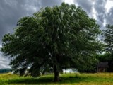 Incredible Vibrating Tree by bfrank, photography->manipulation gallery