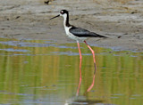 Walking On Stilts by PatAndre, photography->birds gallery