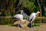 Threesome by Ramad, photography->birds gallery