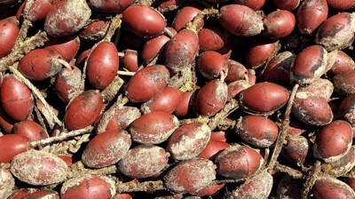 Click here to view at full resolution.