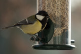 Great Tit by Ramad, photography->birds gallery