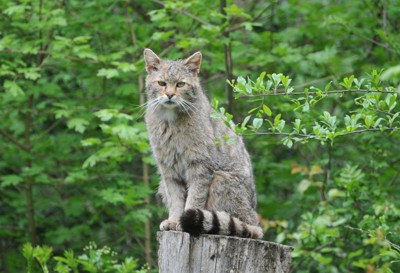 Click here to view at full resolution.