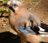 Jay by annie100, Photography->Birds gallery