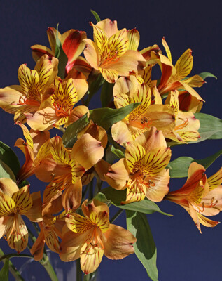 Click here to view at full resolution.