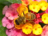 Honey Bee on Lantana by sunny184, photography->insects/spiders gallery