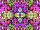 Kaleidoscope #6 by HylianPrincess1985, Photography->Flowers gallery