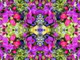 Kaleidoscope #6 by HylianPrincess1985, Photography->Flowers gallery