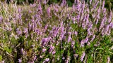 Dive into the purple meadow by mausi2541, photography->nature gallery