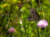 Butterfly and Nature by bfrank, photography->butterflies gallery