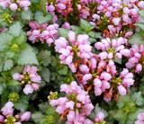 Lamium by trixxie17, photography->flowers gallery