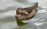 Female Eider Duck by gonedigital, photography->birds gallery