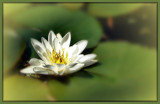 Water Lily by LynEve, Photography->Flowers gallery