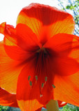 Holiday Flower - Red Amaryllis by jerseygurl, photography->flowers gallery