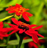 Red Suprise by vangoughs, photography->flowers gallery