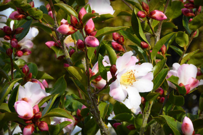 Click here to view at full resolution.