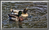 Ducks On The Pond by Jimbobedsel, photography->birds gallery