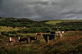 Southland Cattle by LynEve, Photography->Animals gallery